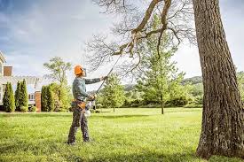 Best Emergency Tree Removal  in Weslaco, TX