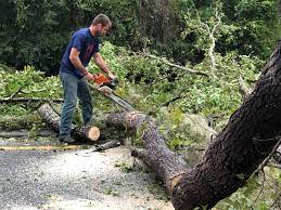 Best Palm Tree Trimming  in Weslaco, TX