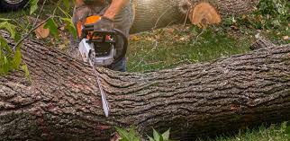 Best Pest Control for Lawns  in Weslaco, TX