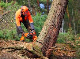 Trusted Weslaco, TX Tree Services Experts