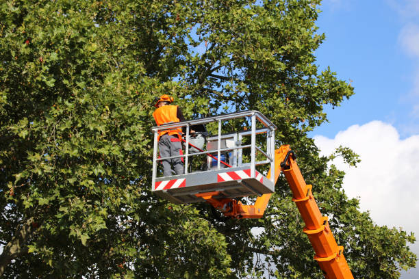 Best Hazardous Tree Removal  in Weslaco, TX
