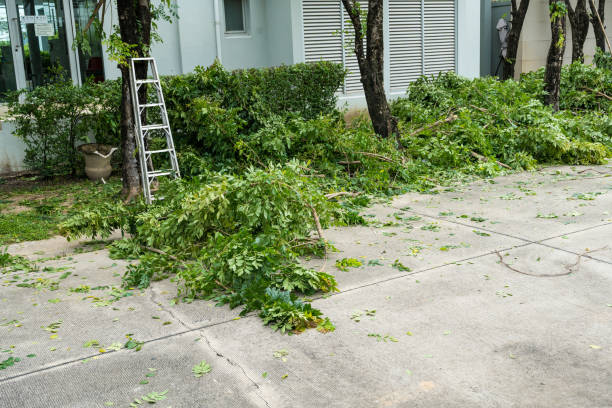 Best Tree Removal  in Weslaco, TX
