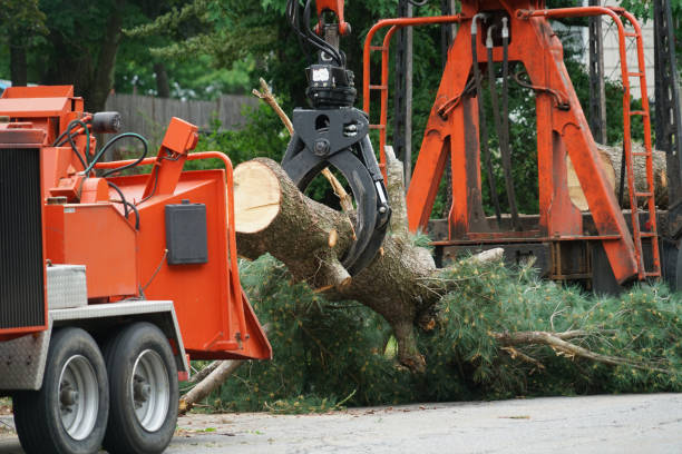How Our Tree Care Process Works  in  Weslaco, TX
