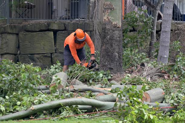 Best Storm Damage Tree Cleanup  in Weslaco, TX