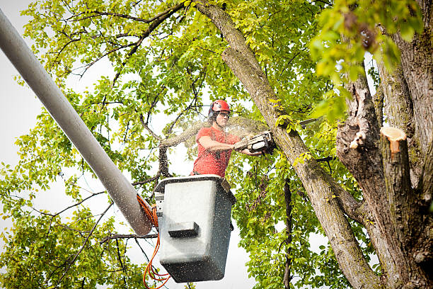 Best Tree Risk Assessment  in Weslaco, TX