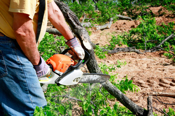 Lawn Renovation and Restoration in Weslaco, TX